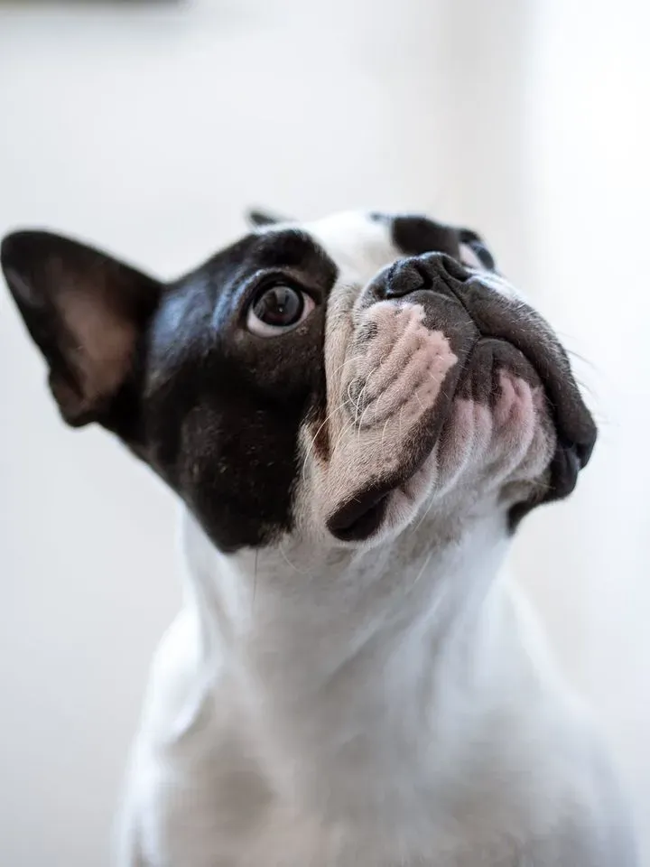 5 Best Shampoo French Bulldog By Vets