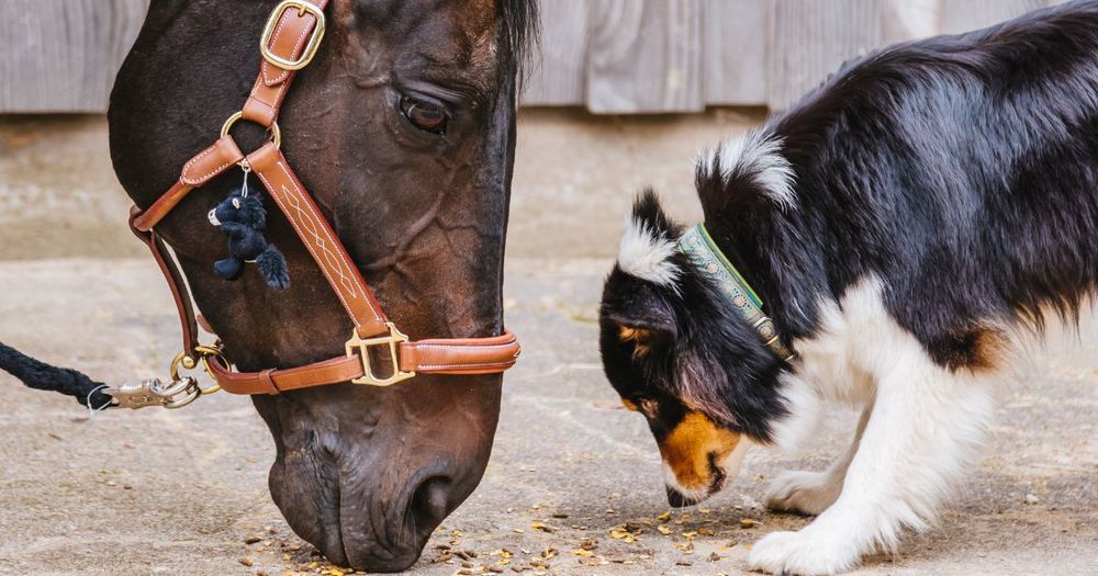 Can You Use Horse Shampoo on Dogs: Ultimate Finds and Guides!