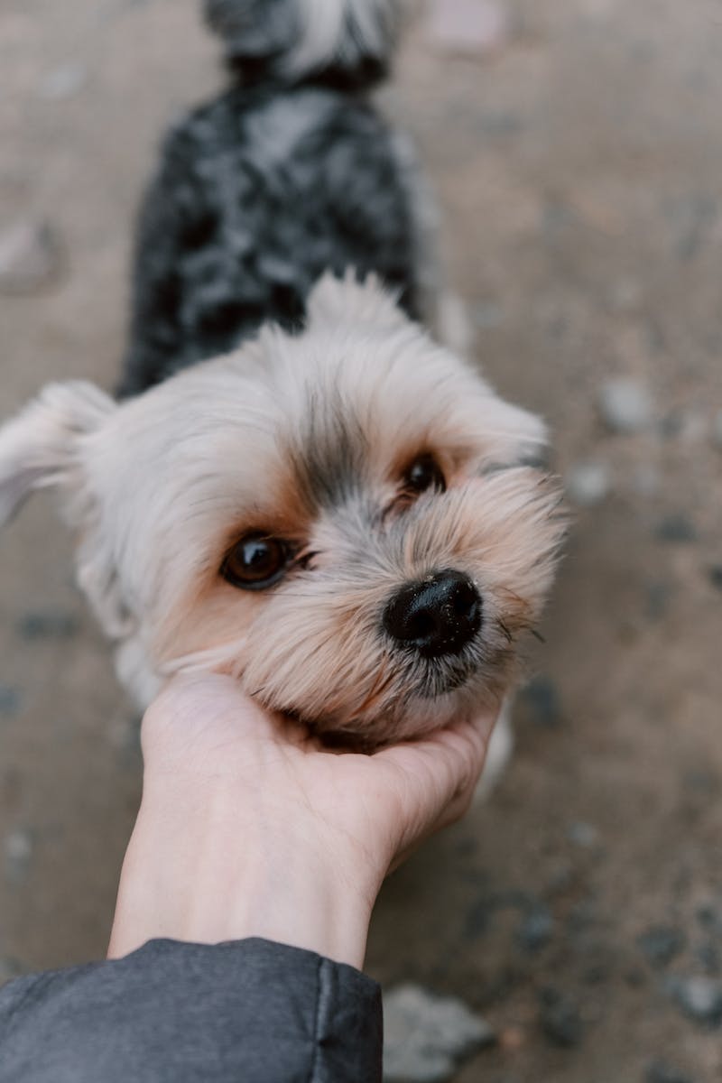 How to Keep Your Yorkie's Hair Healthy